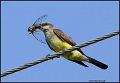 _1SB5199 western kingbird with cicadia